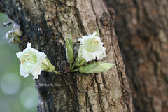 Parmentiera cereifera